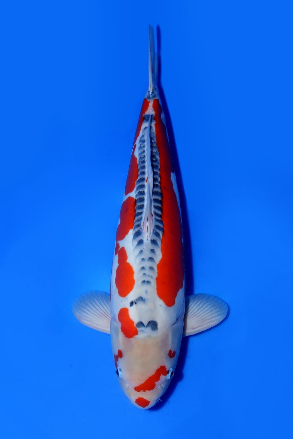 Juara 1