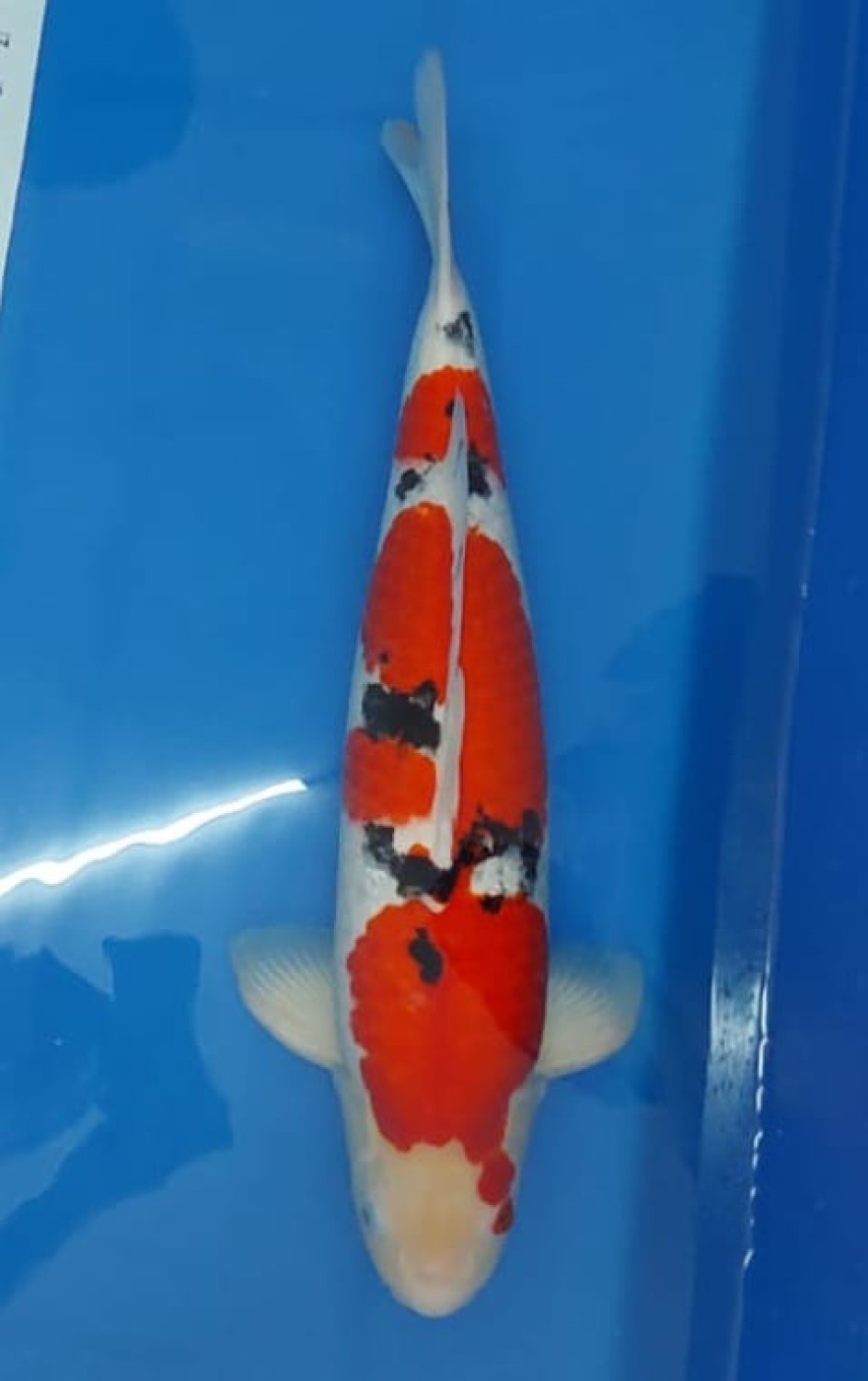 Juara 2