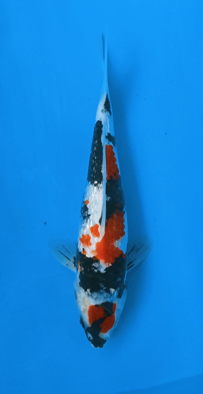 Juara 1