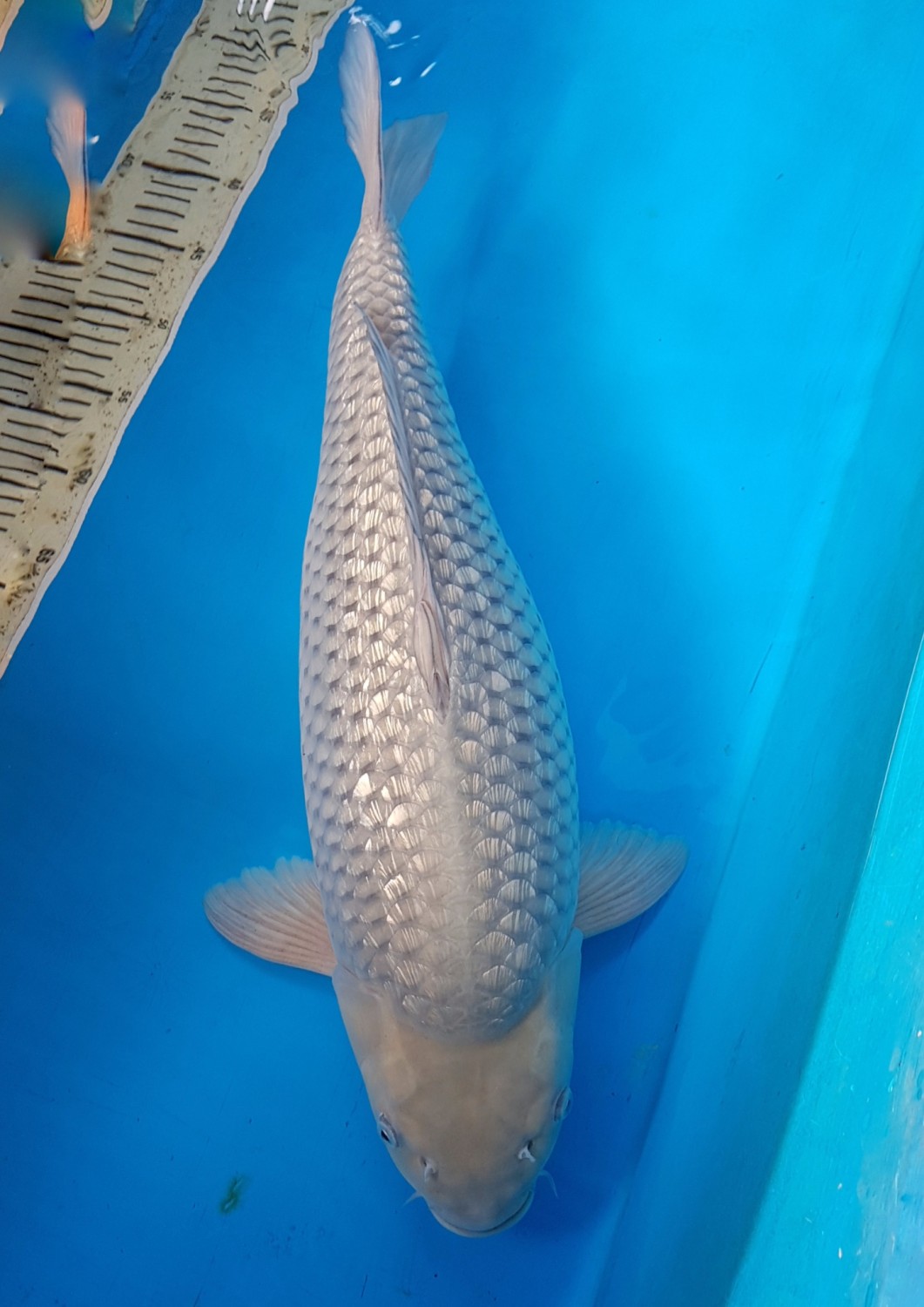 Juara 1