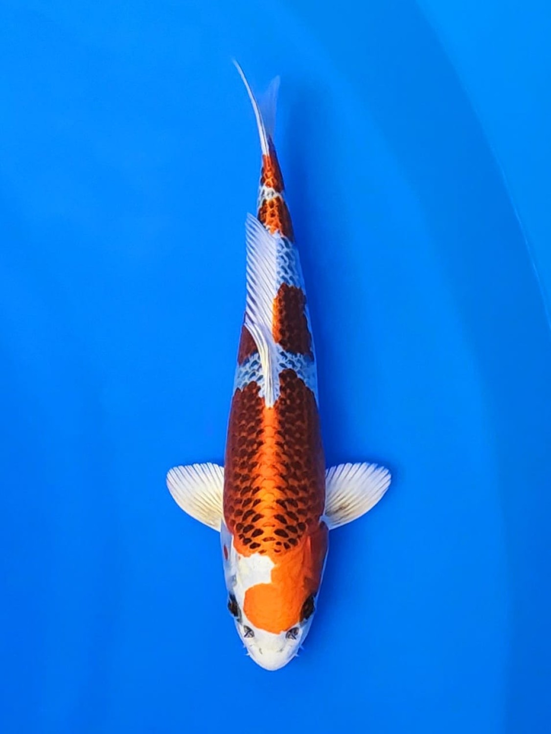 Juara 2