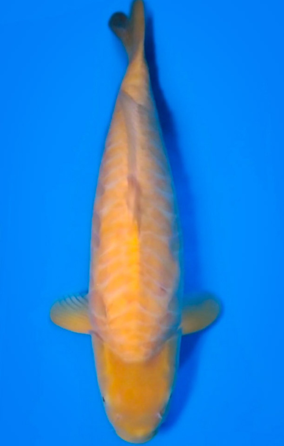 Juara 1