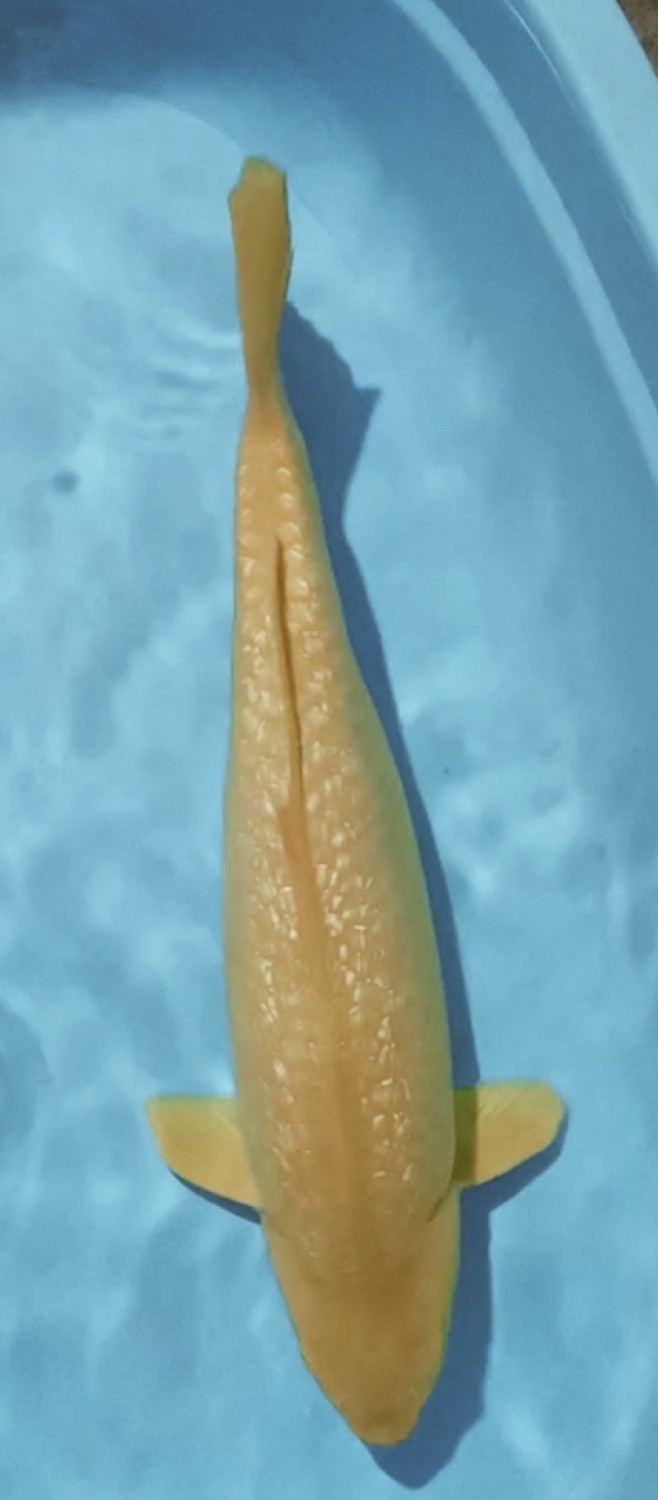 Juara 2