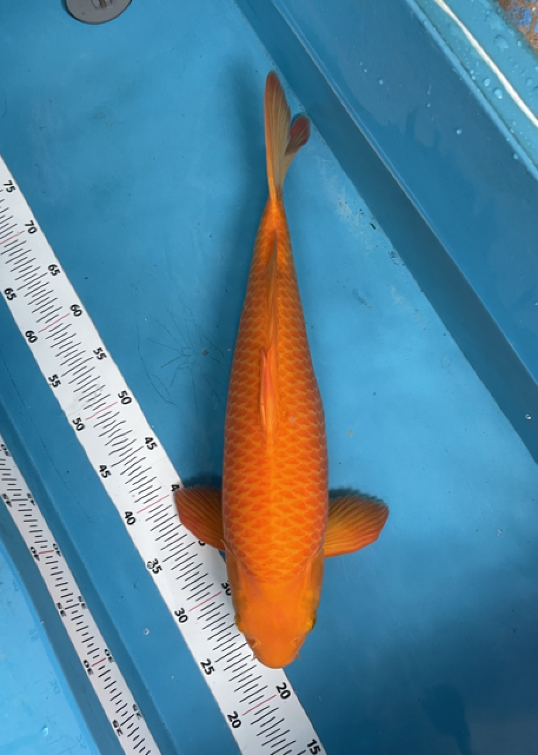 Best In Size E 46 - 50 cm