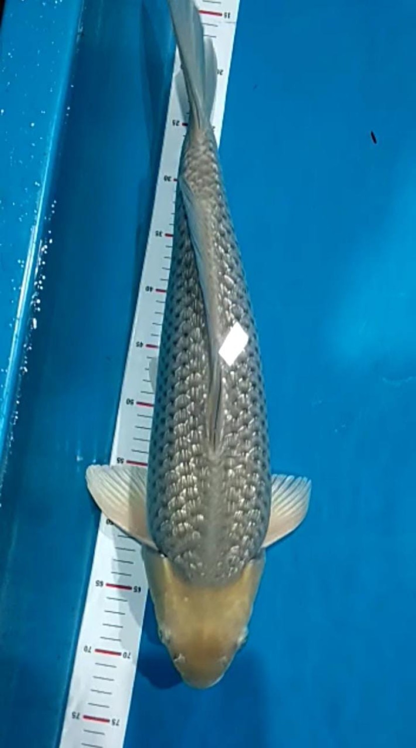 Juara 1