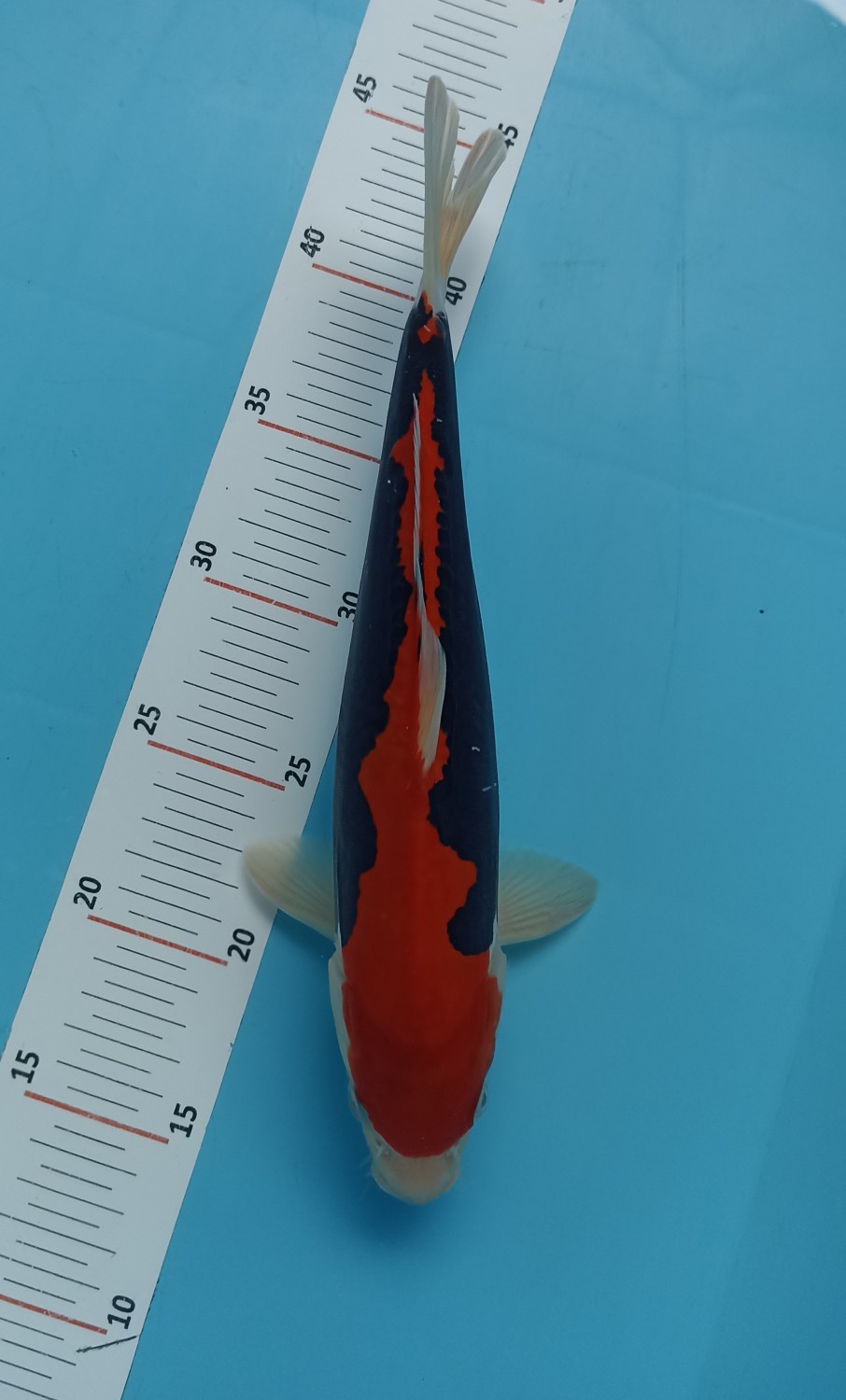 Juara 1