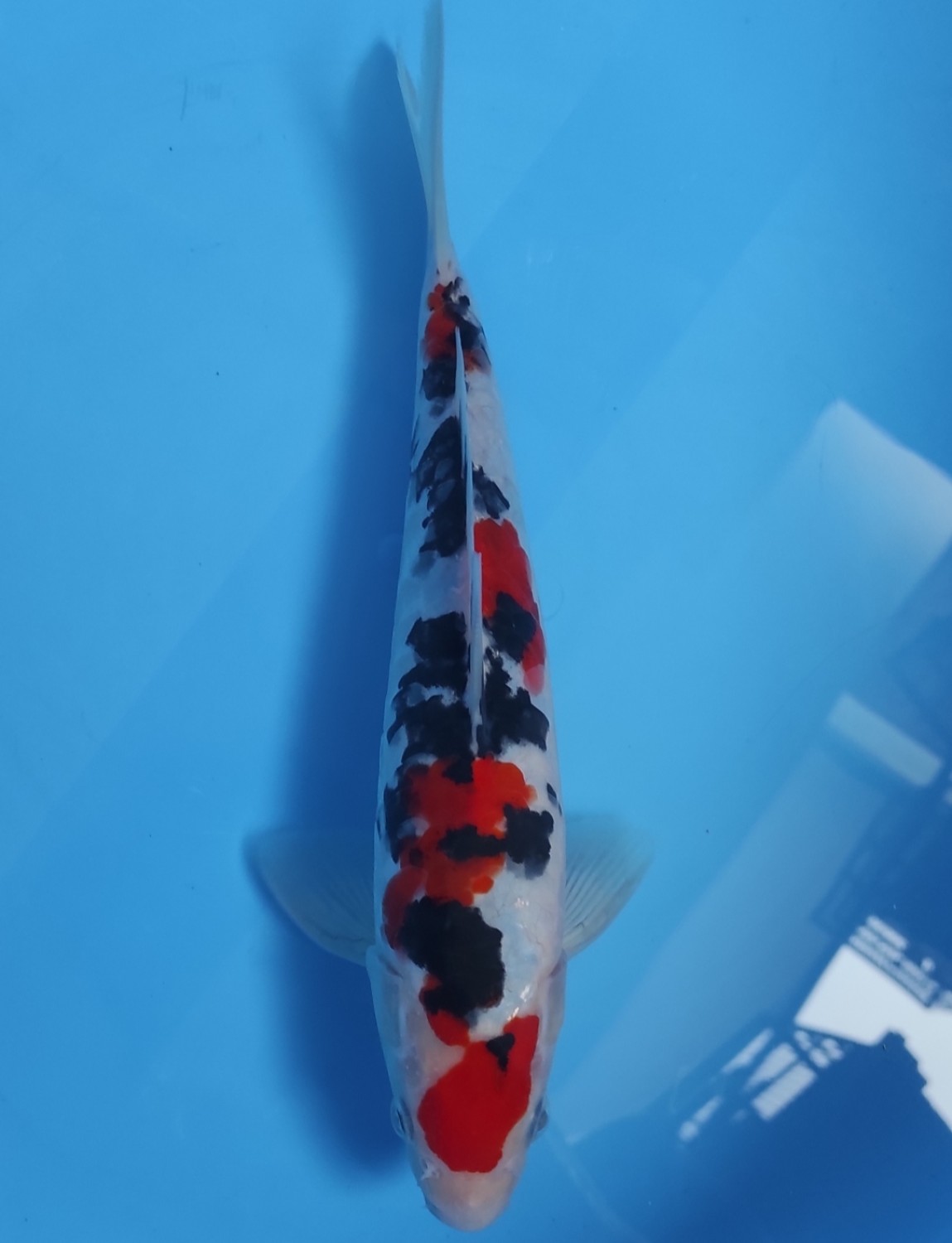 Juara 1