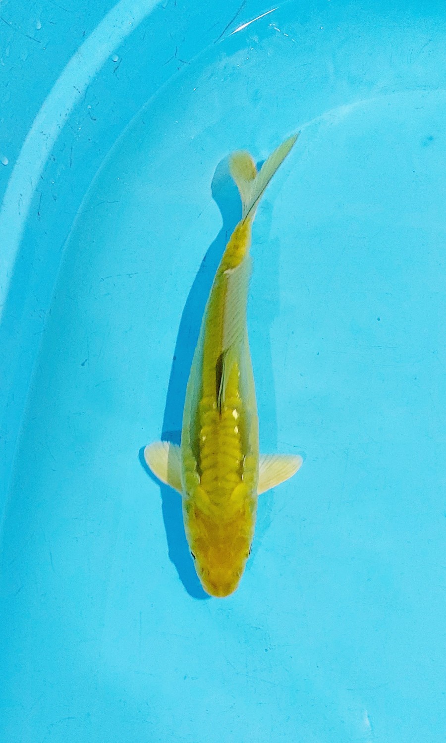Juara 2