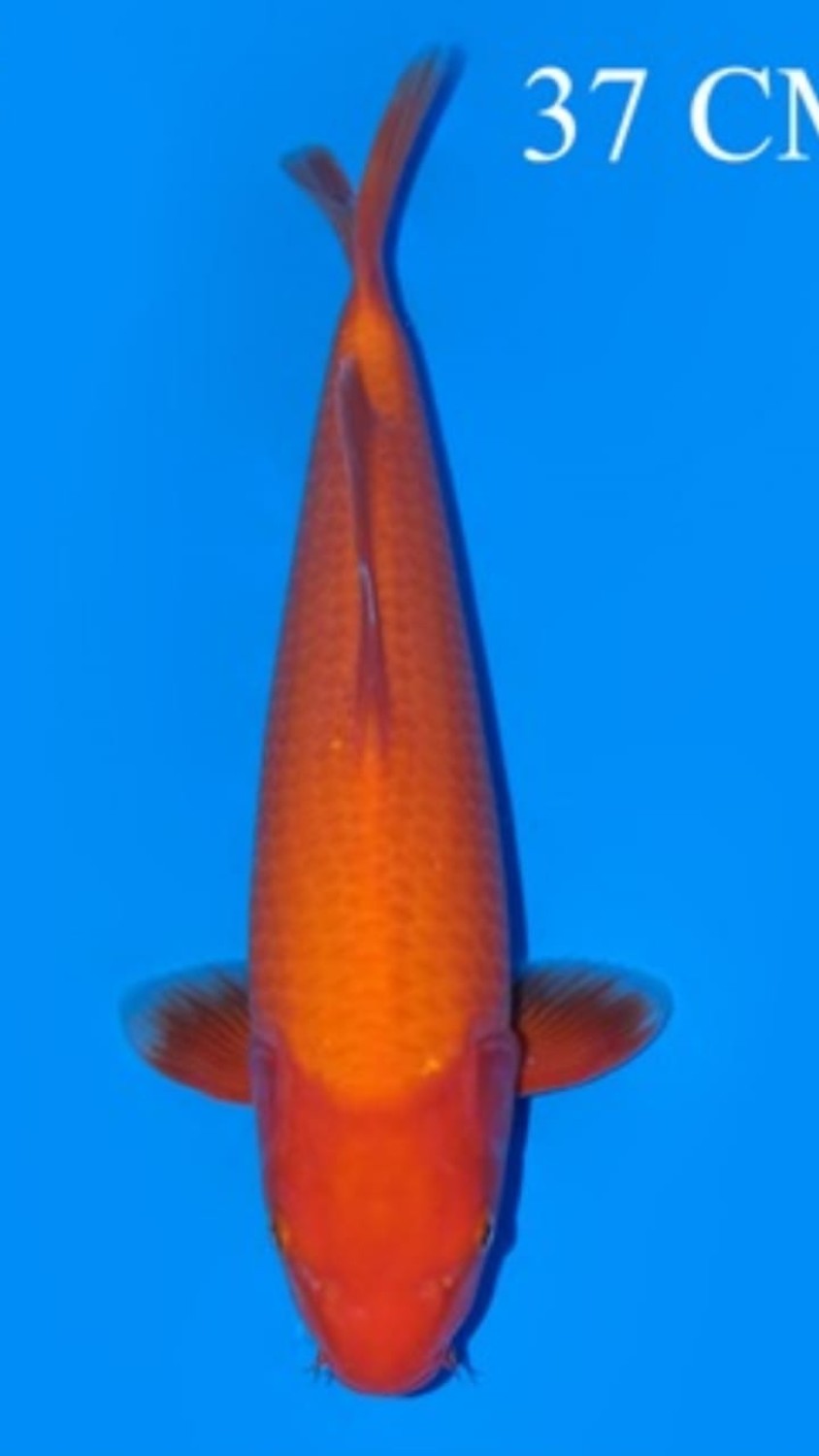 Juara 5
