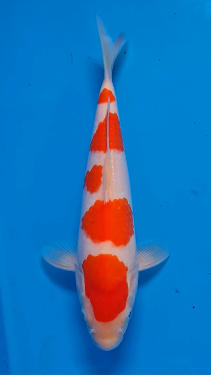 Juara 1