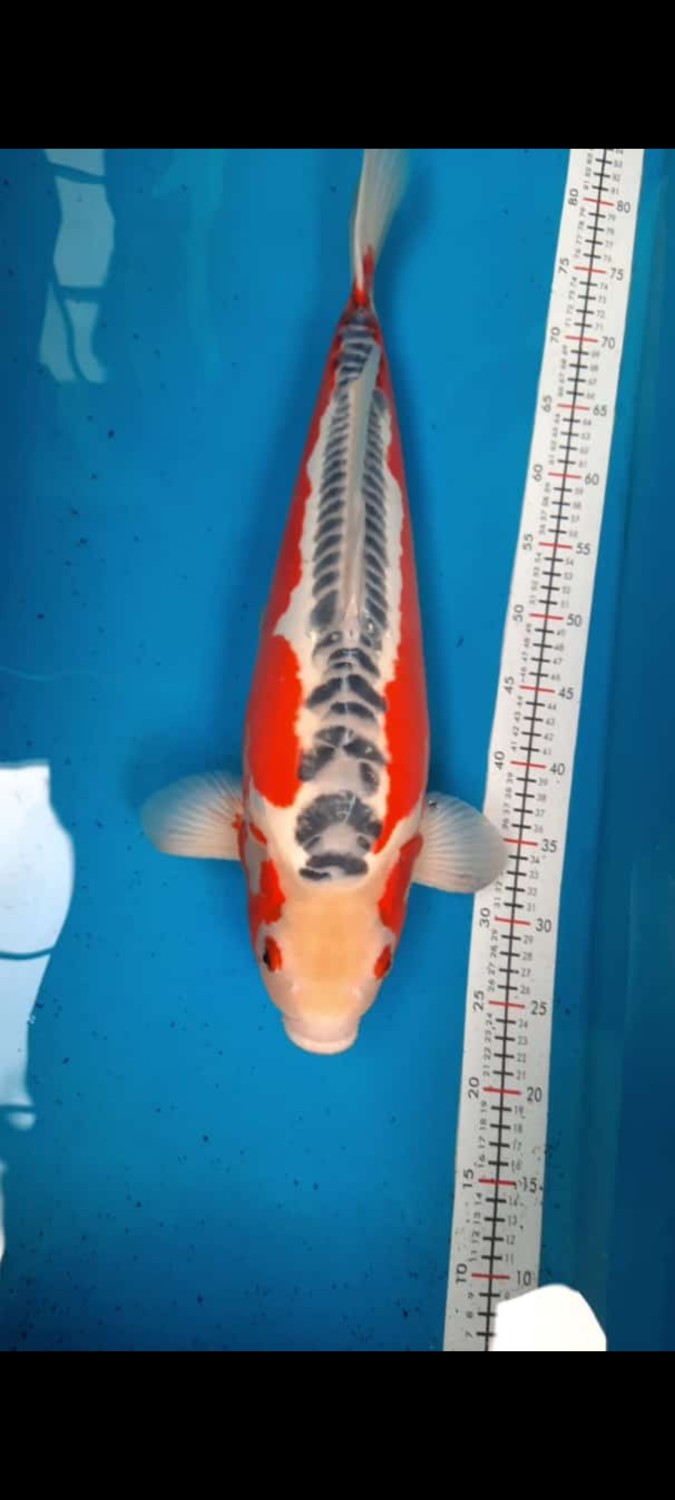 Best In Size D 51 - 55 cm
