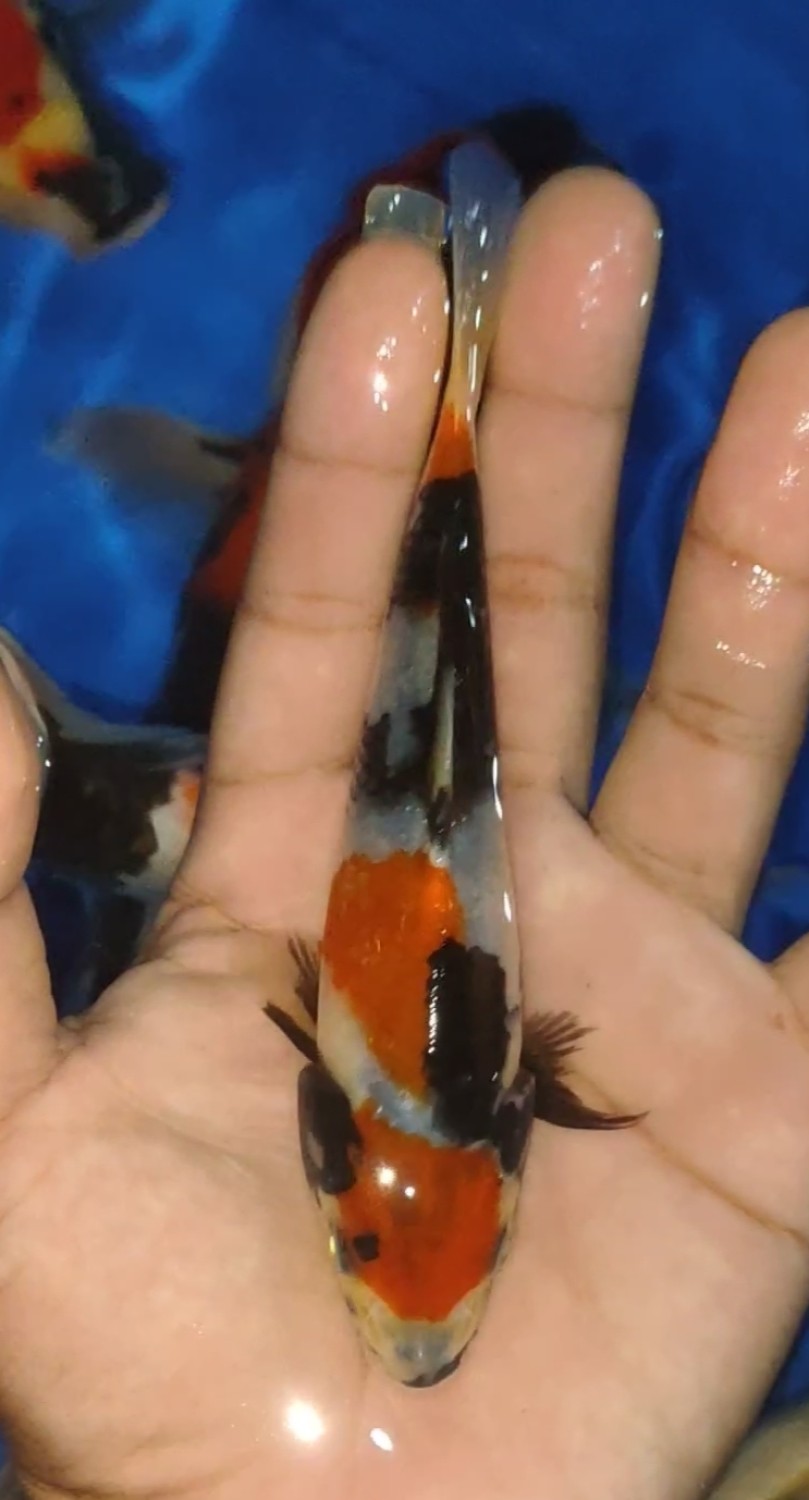 Juara 5