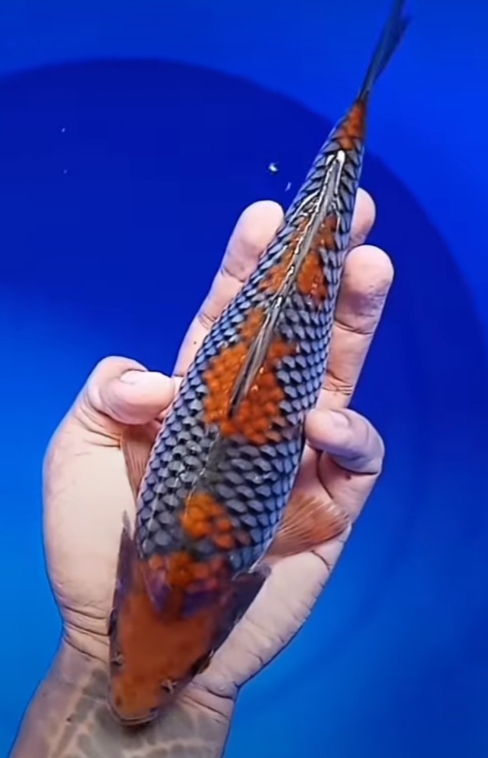 Juara 1