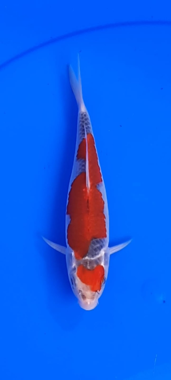 Juara 5