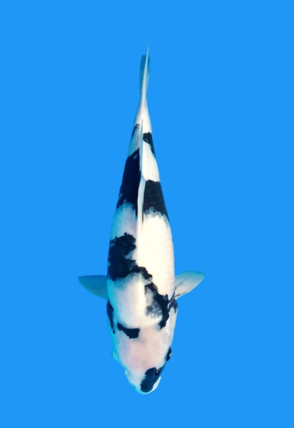 Juara 1