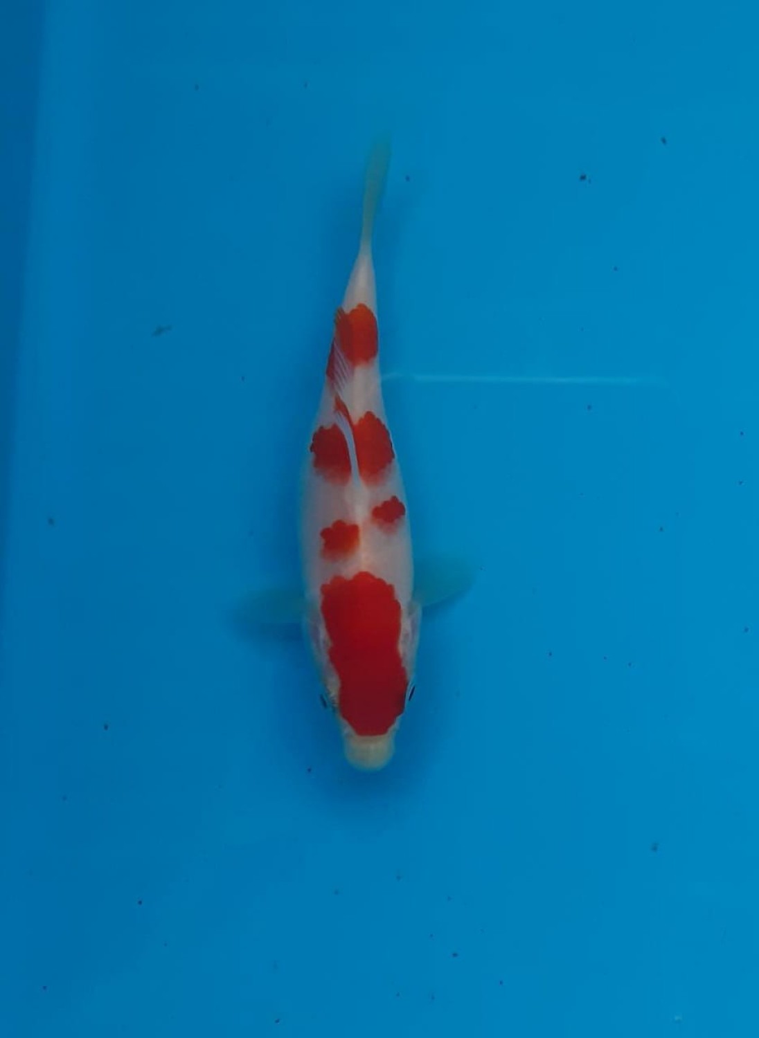 Best In Size A Up To 10 cm