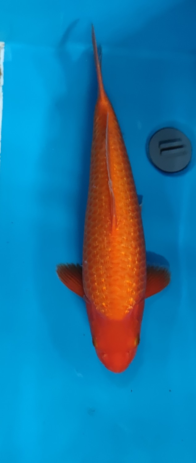 Juara 5