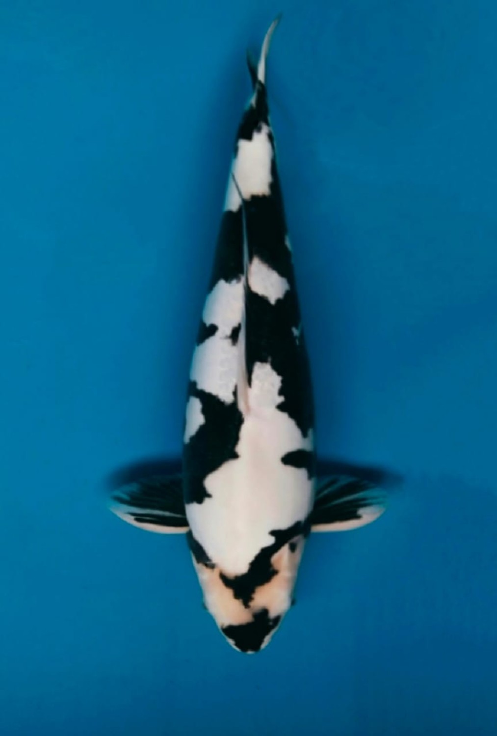 Juara 5
