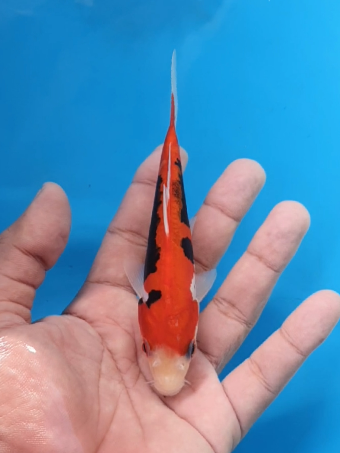 Juara 4