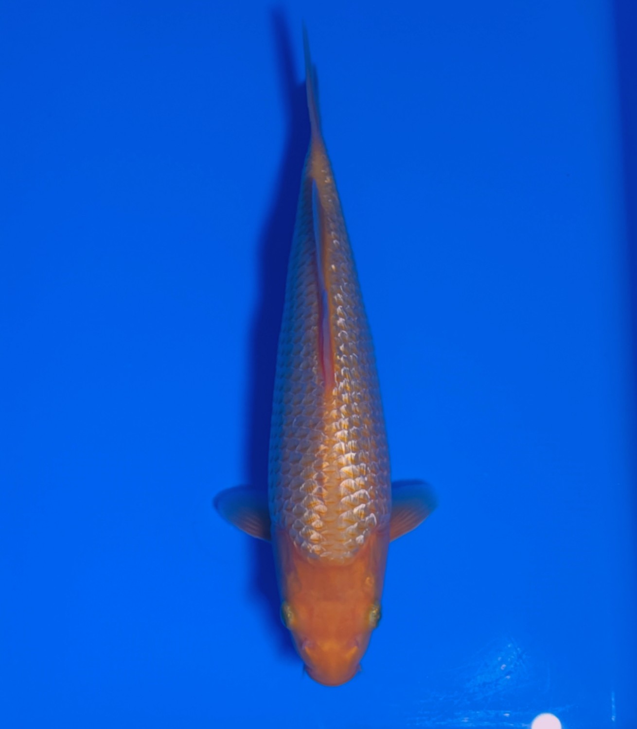 Juara 2