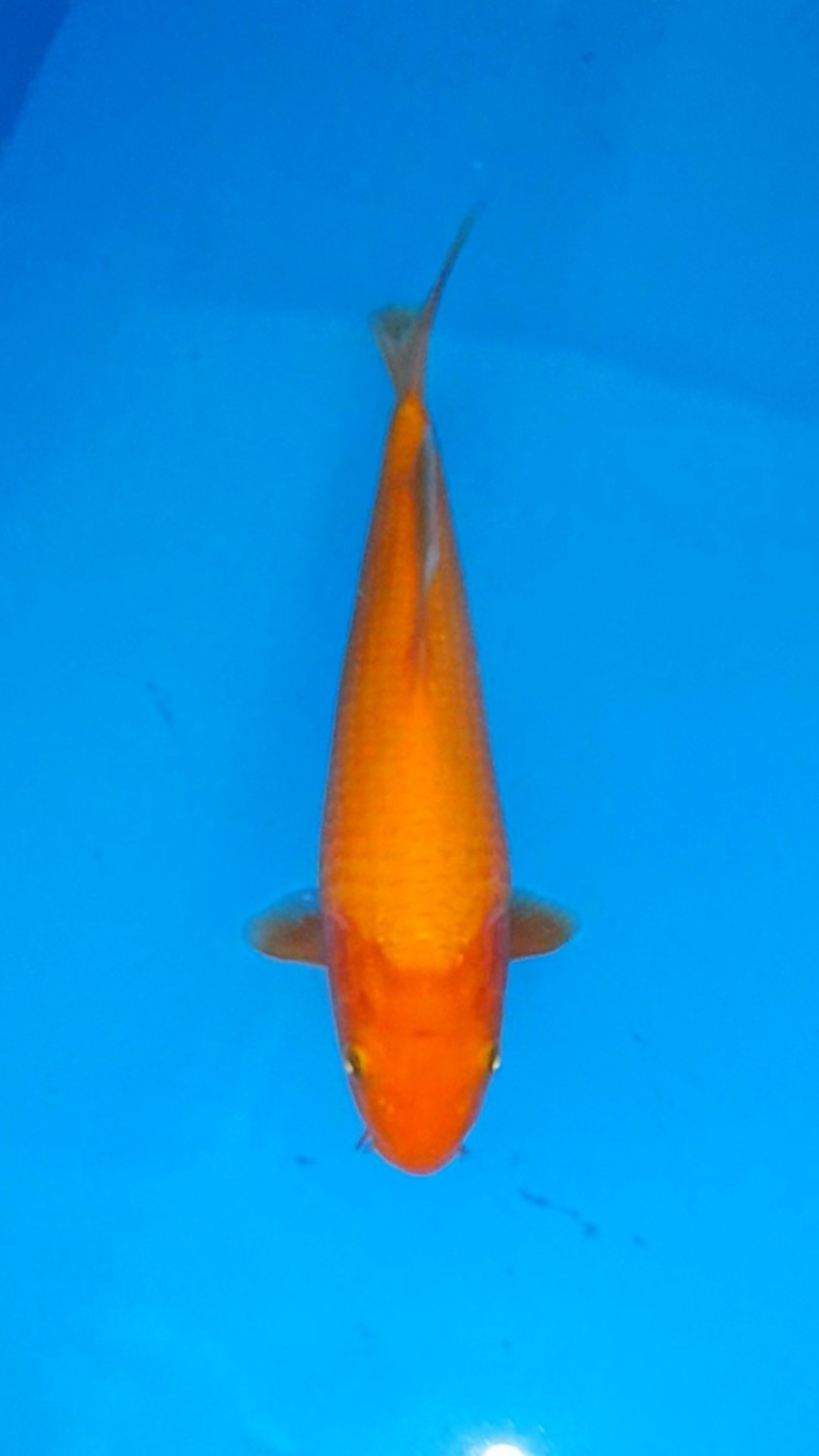 Juara 2
