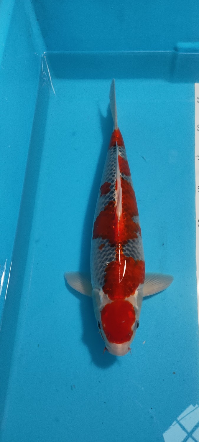 Juara 2