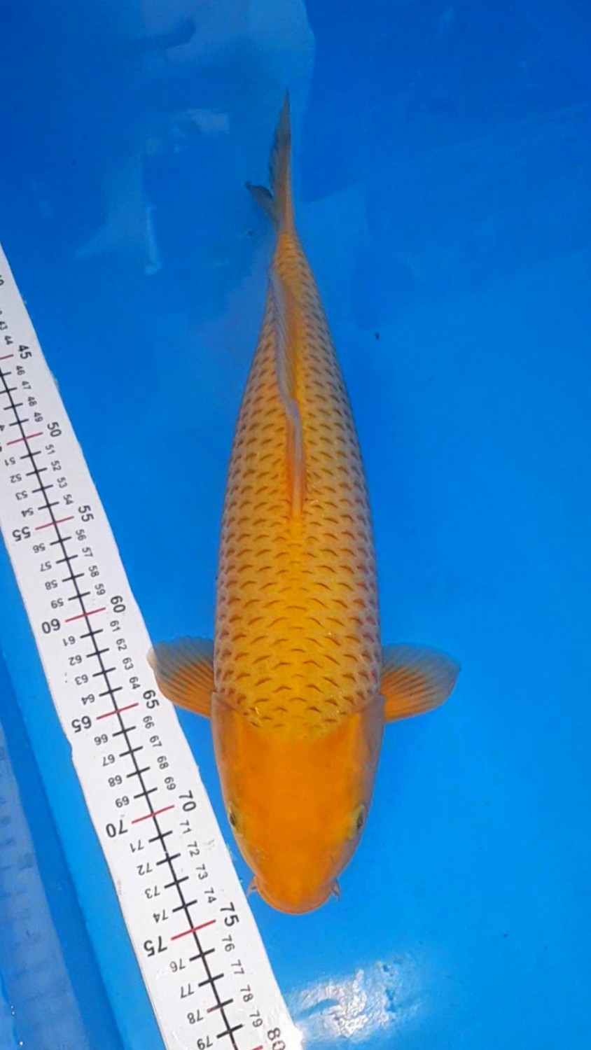 Juara 2