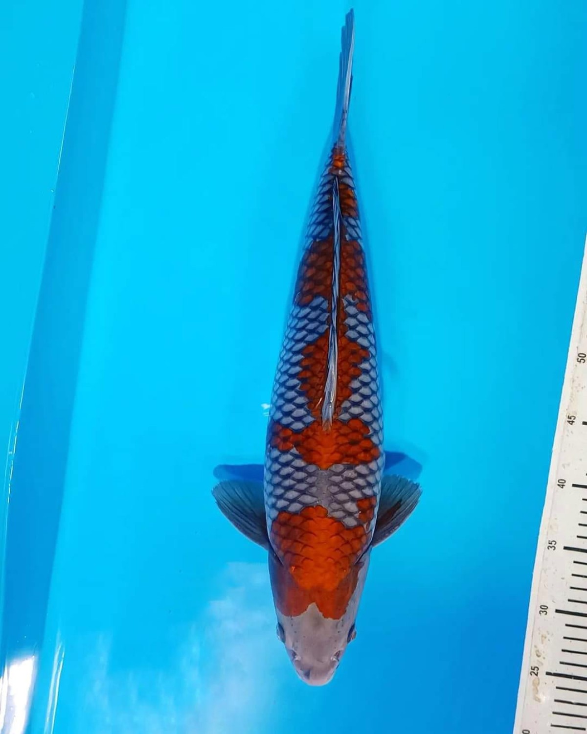 Juara 1