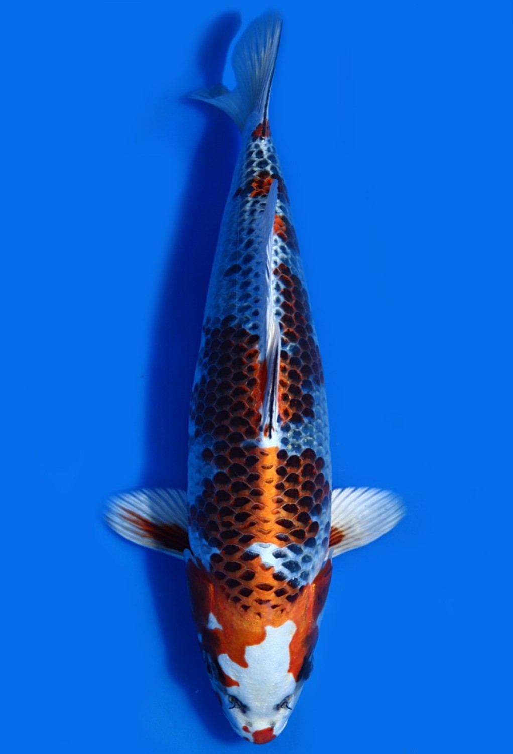 Juara 3