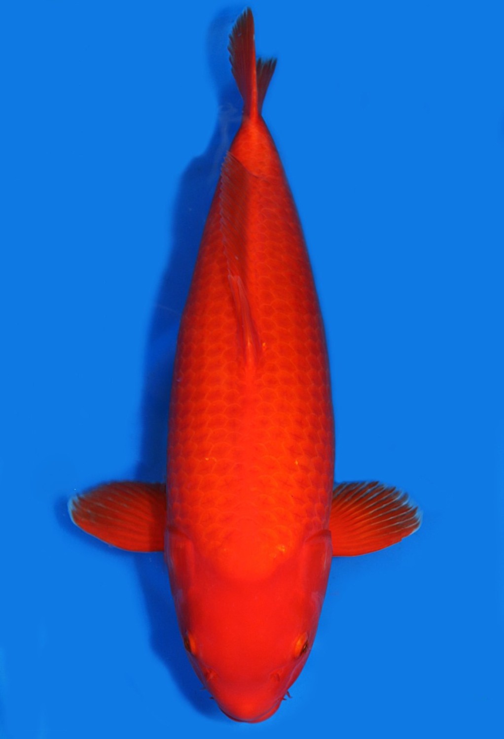Best In Size E 56 - 60 cm