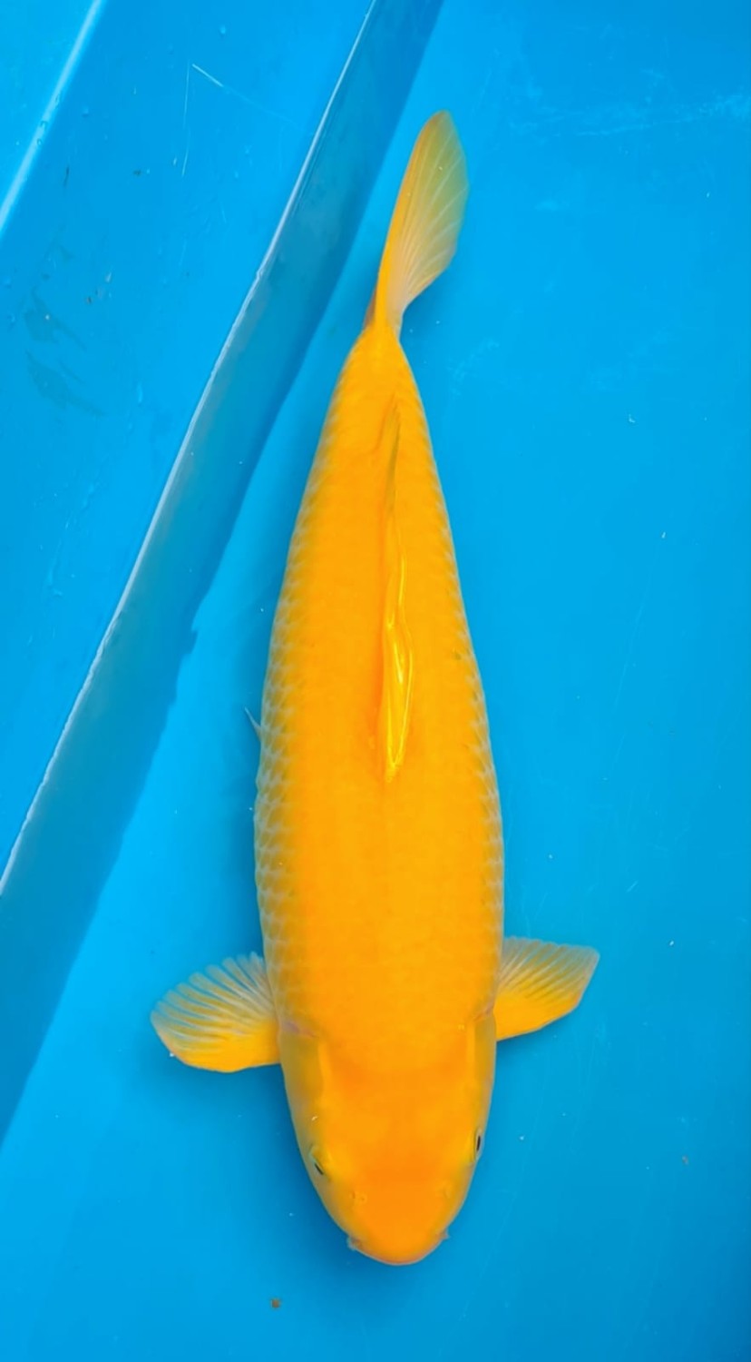 Juara 2