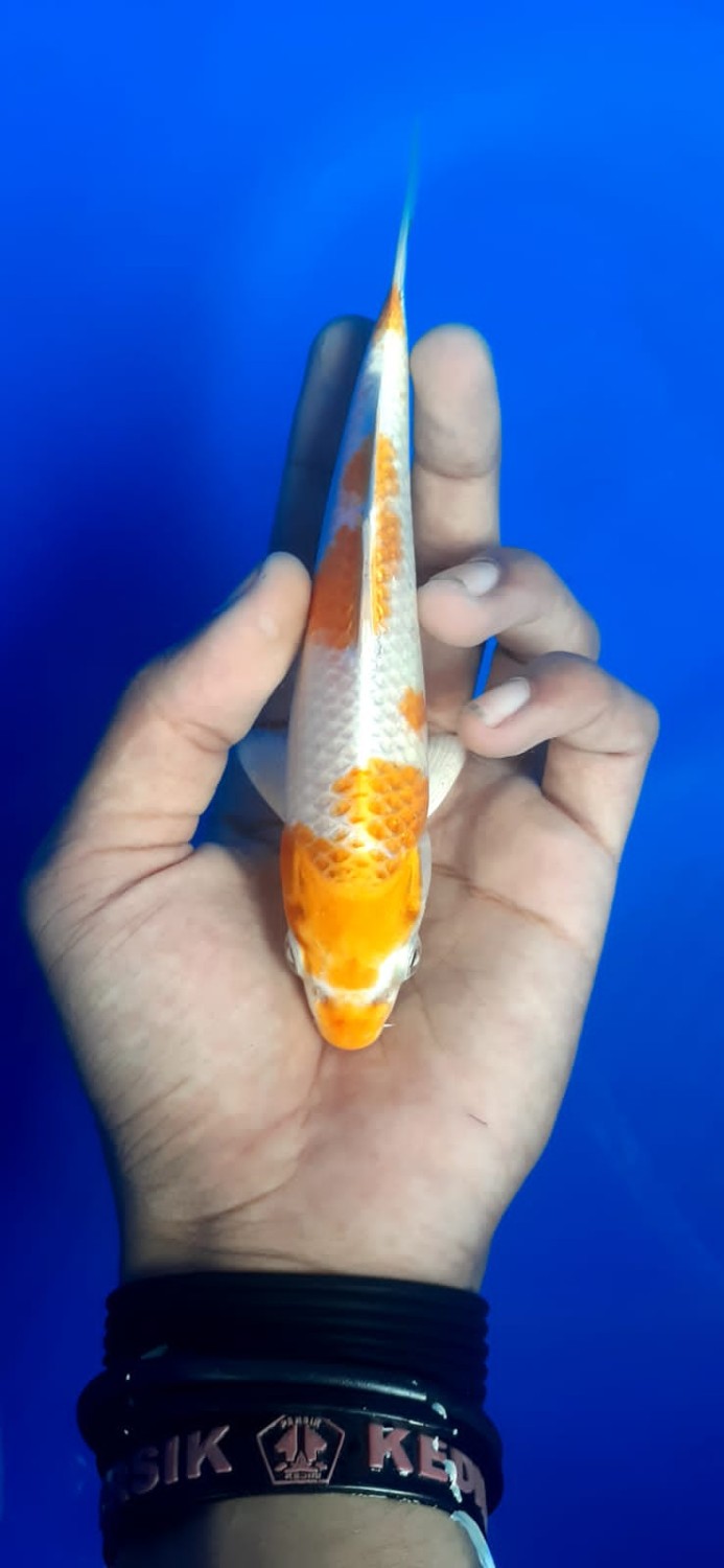 Juara 2