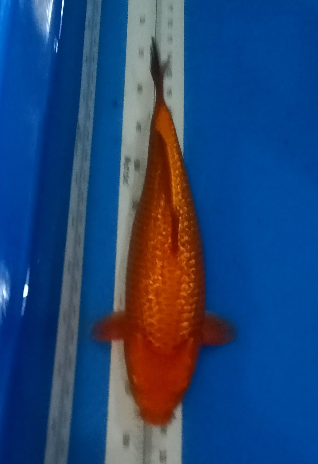 Juara 2