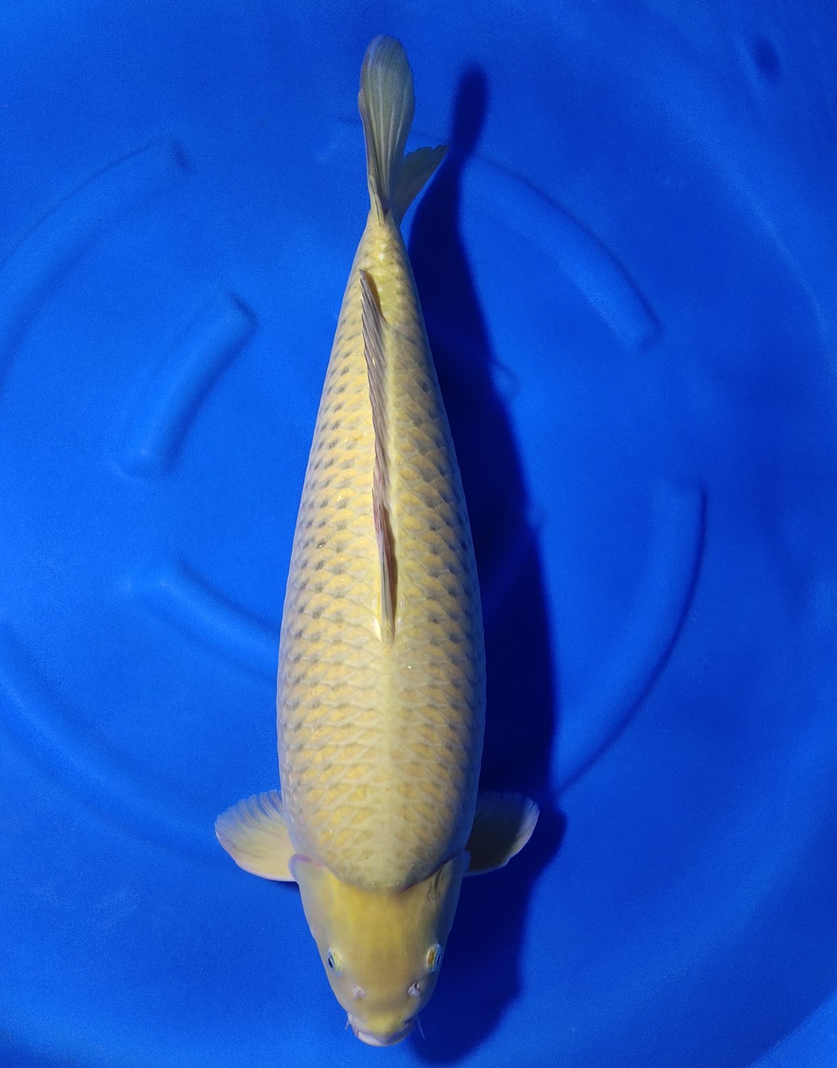 Juara 2