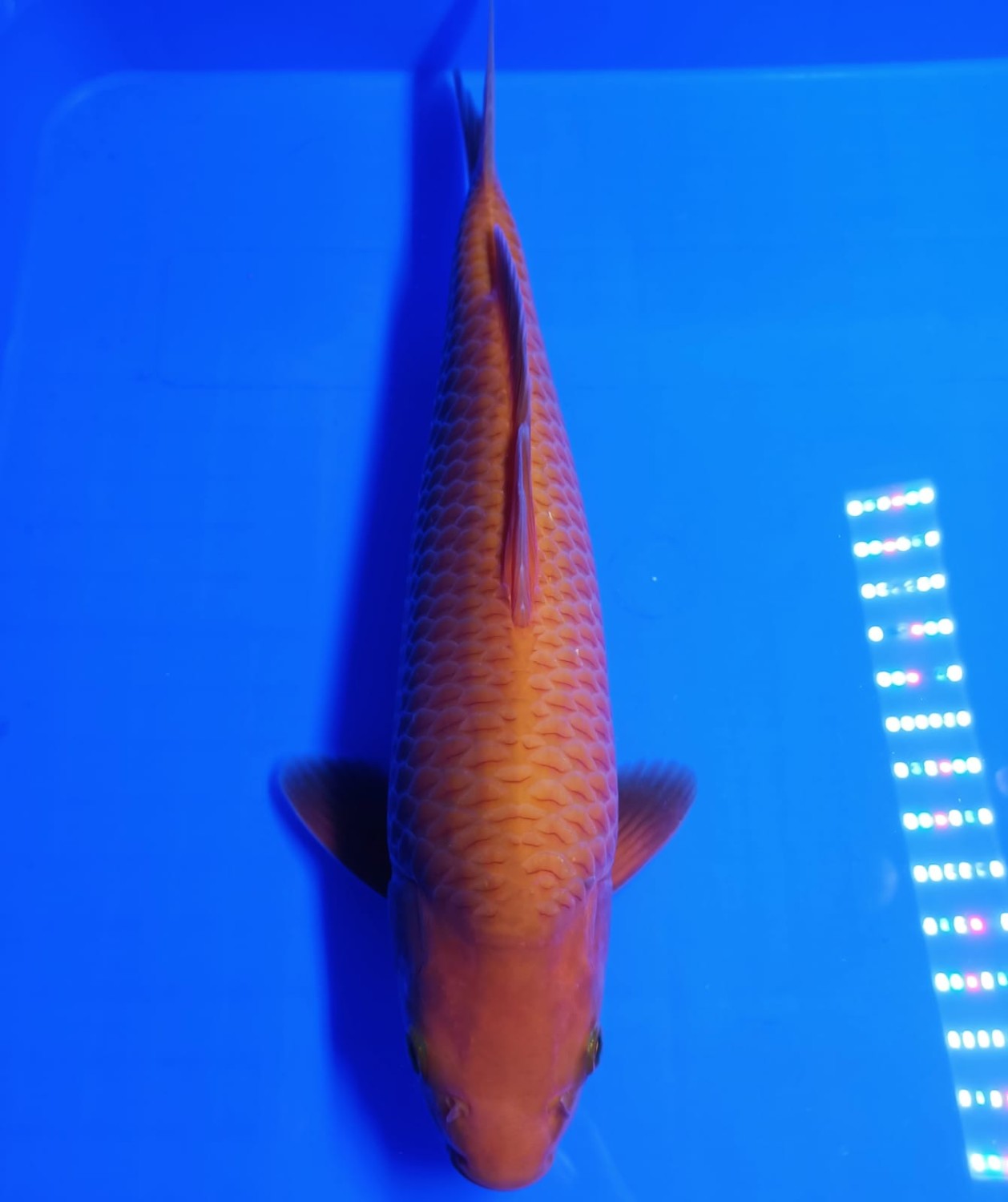 Juara 1