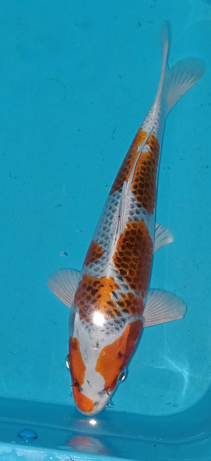 Juara 1