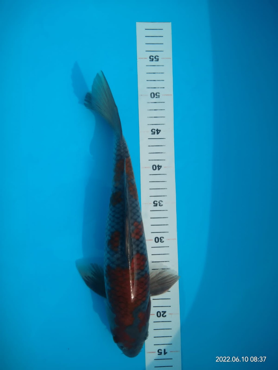 Juara 2