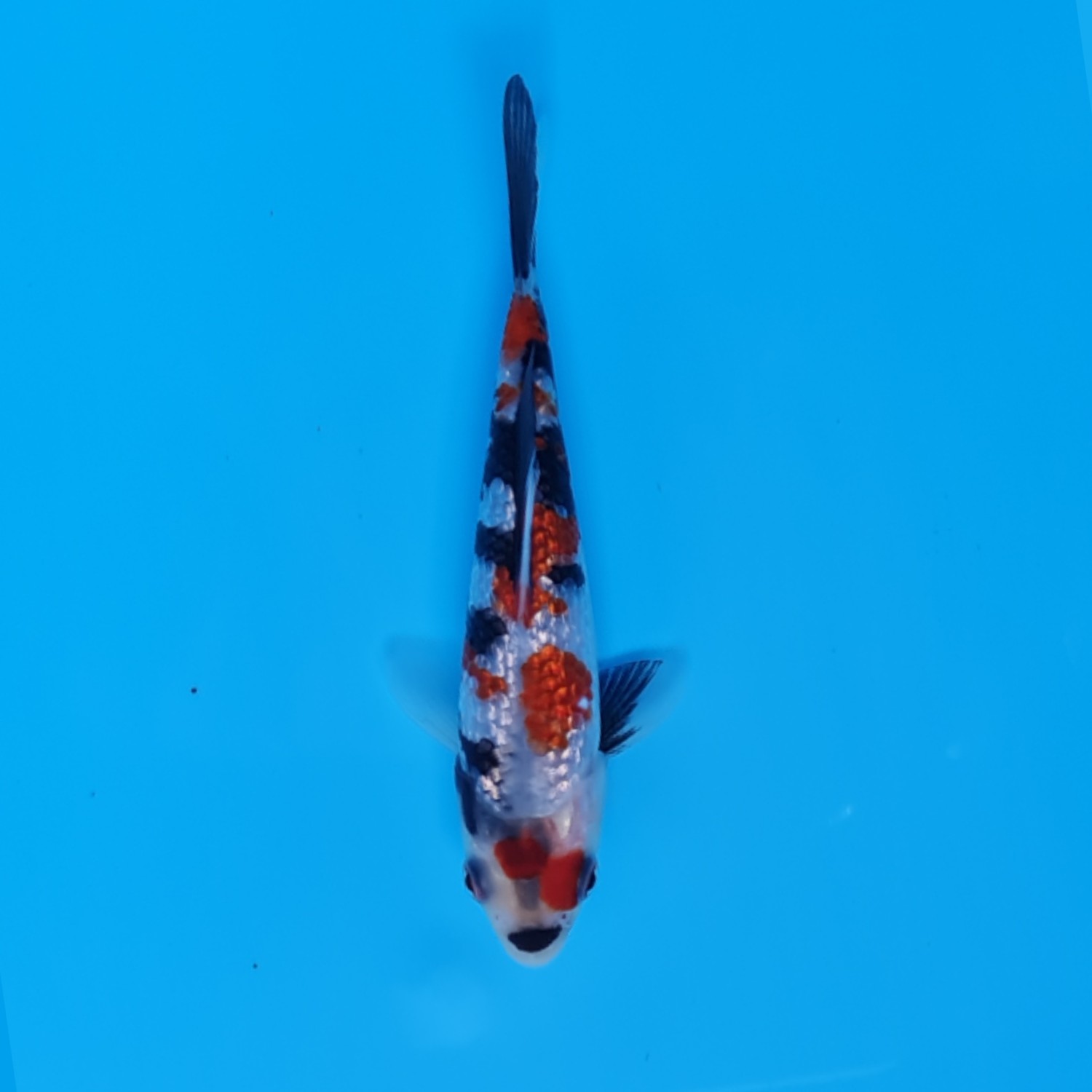 Best In Size B 11 - 15 cm