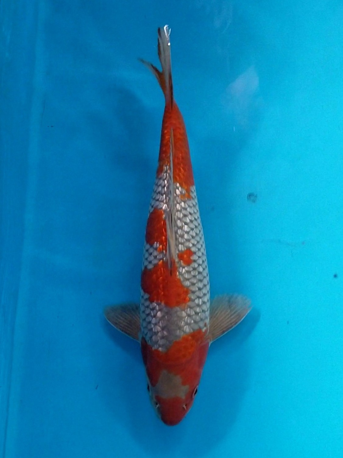Juara 2