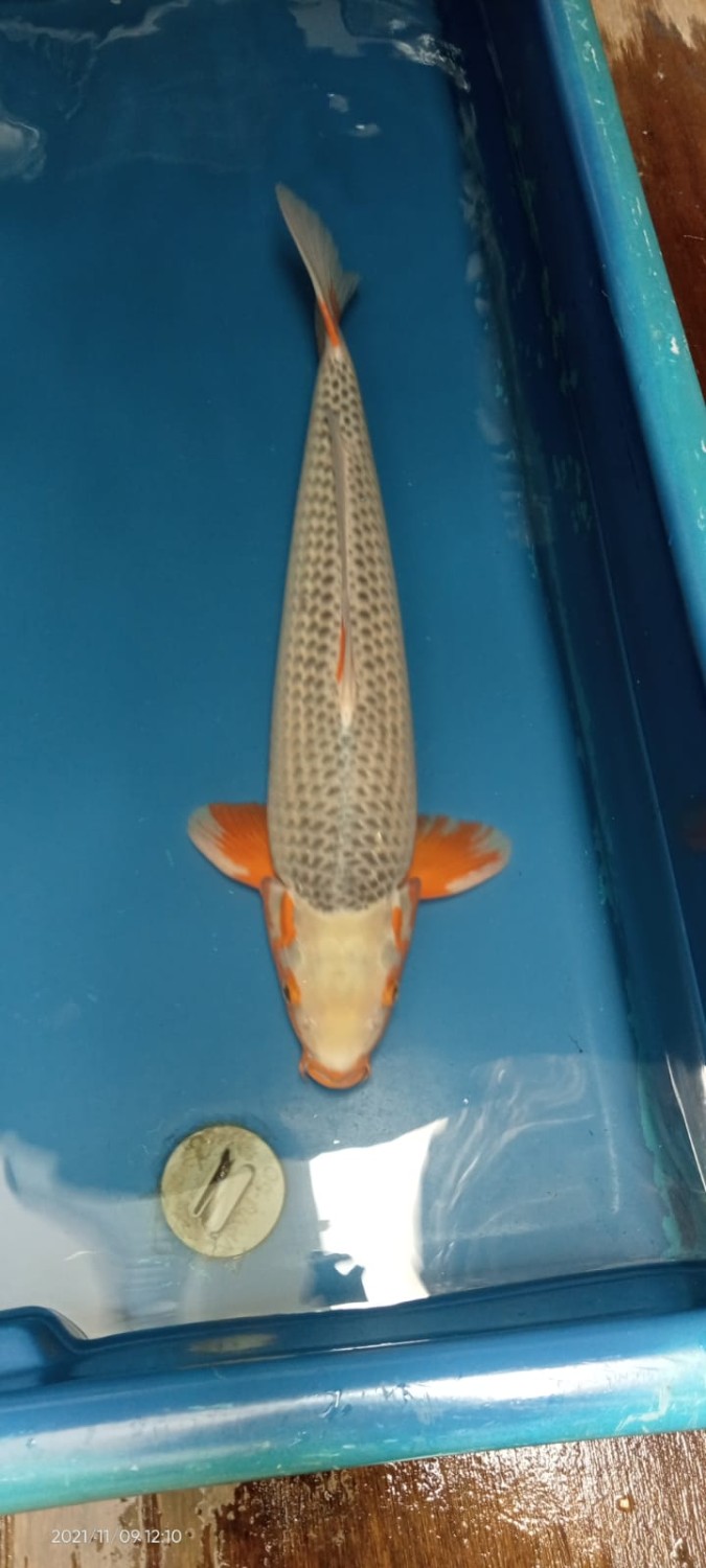 Juara 1