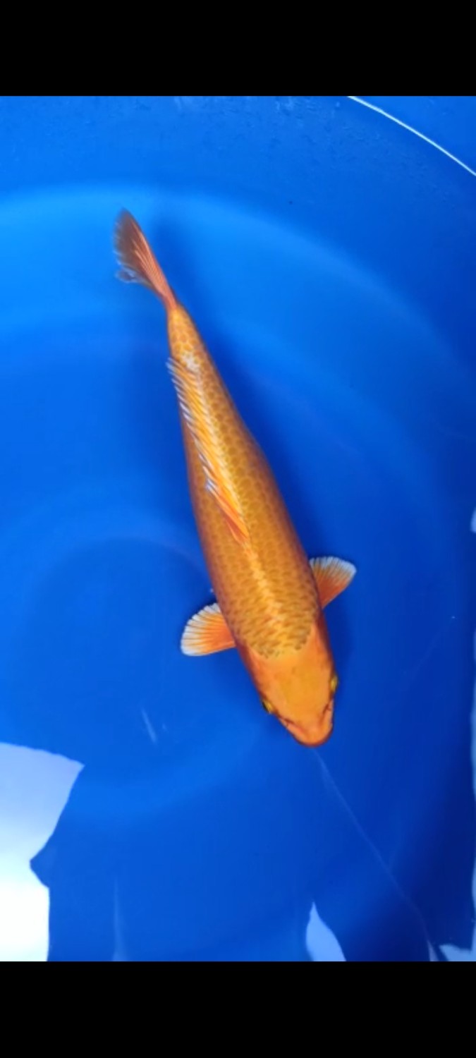 Juara 2