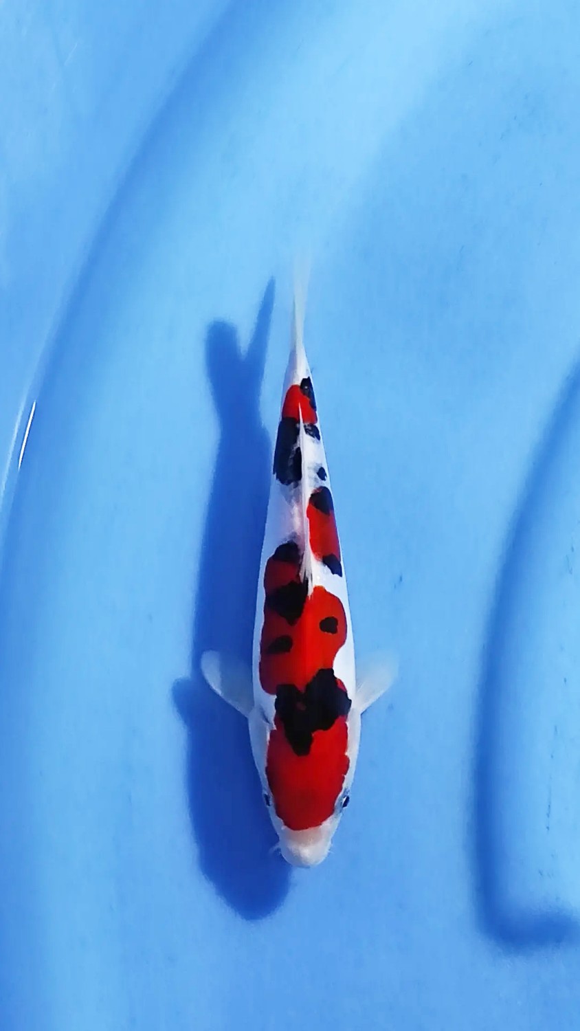 Best In Size C 16 - 20 cm