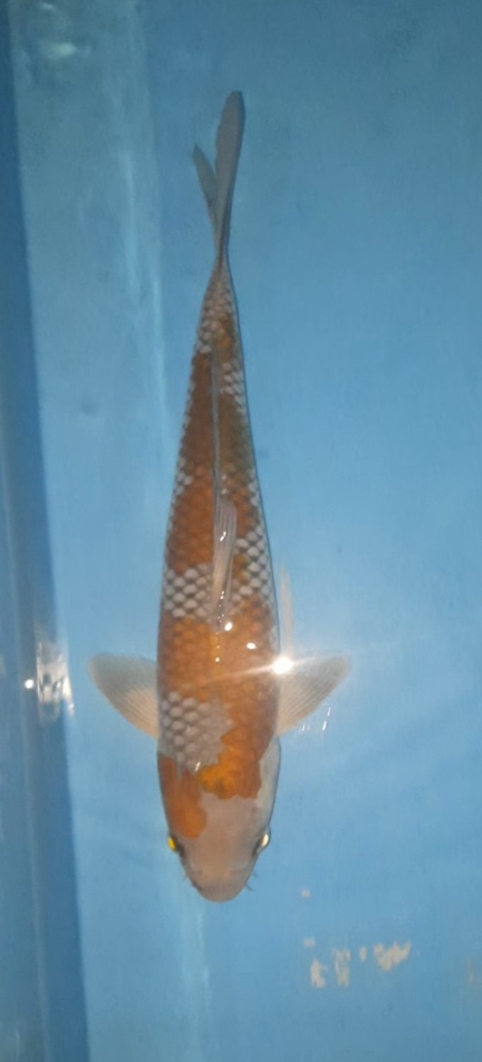 Juara 2