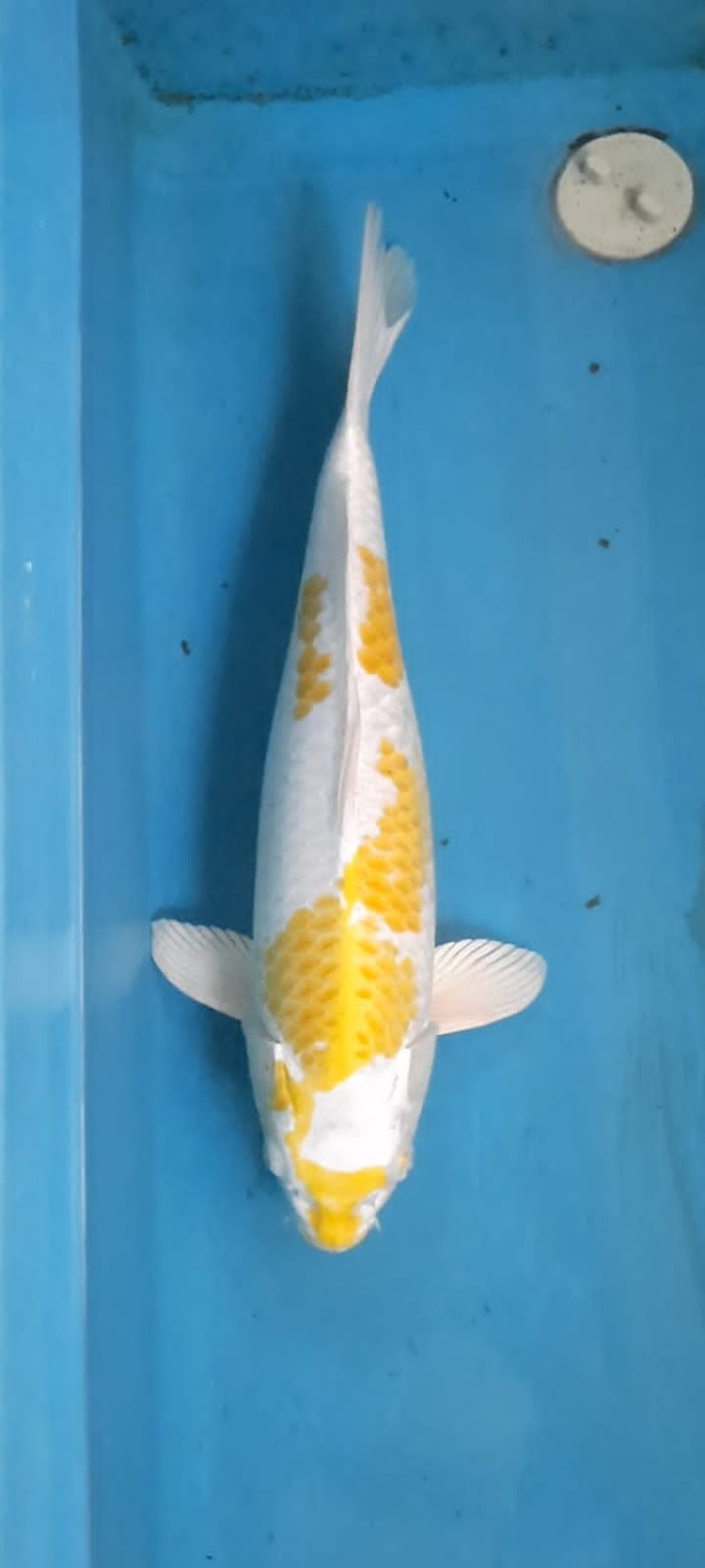 Juara 1