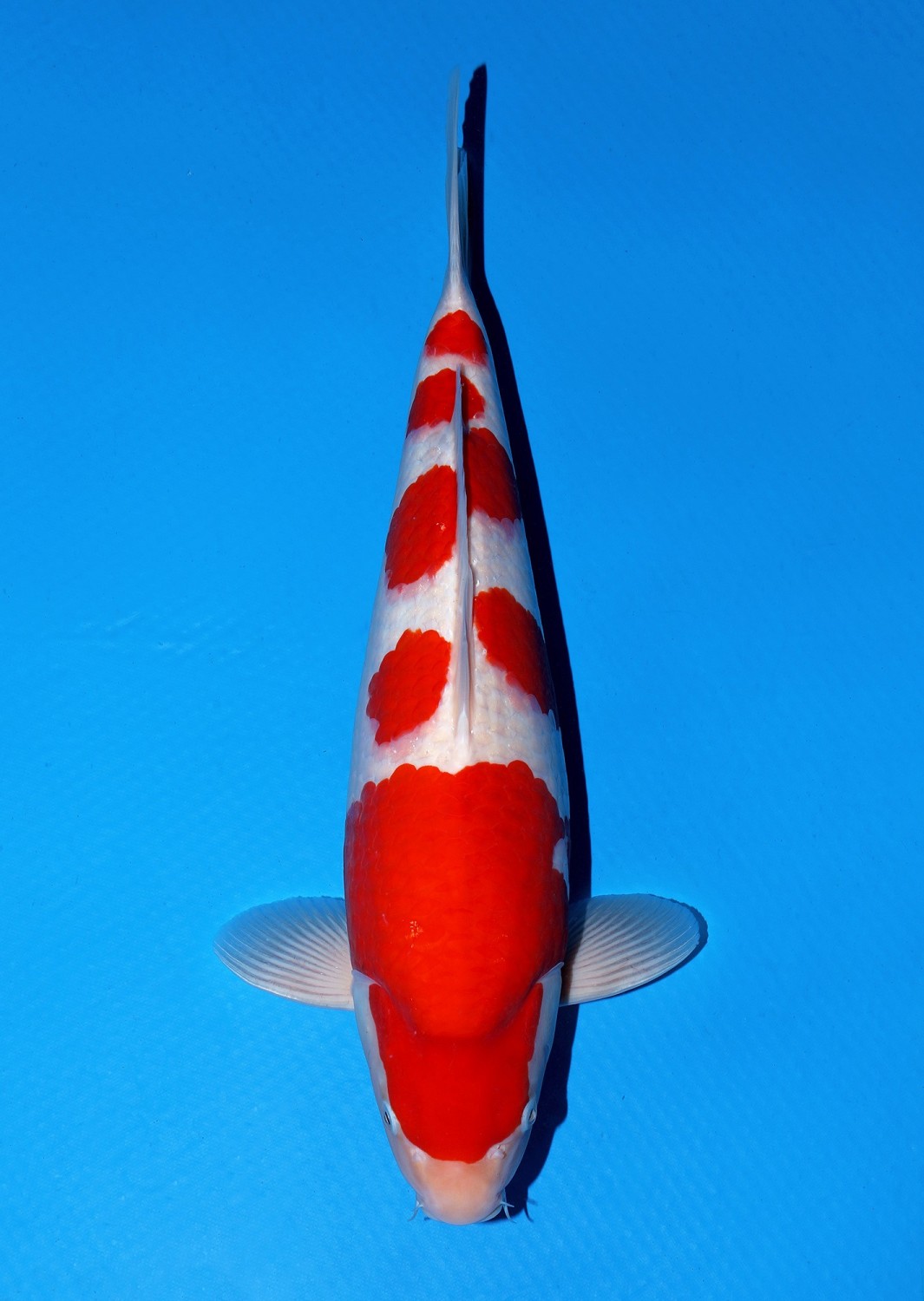 Best In Size A 51 - 55 cm