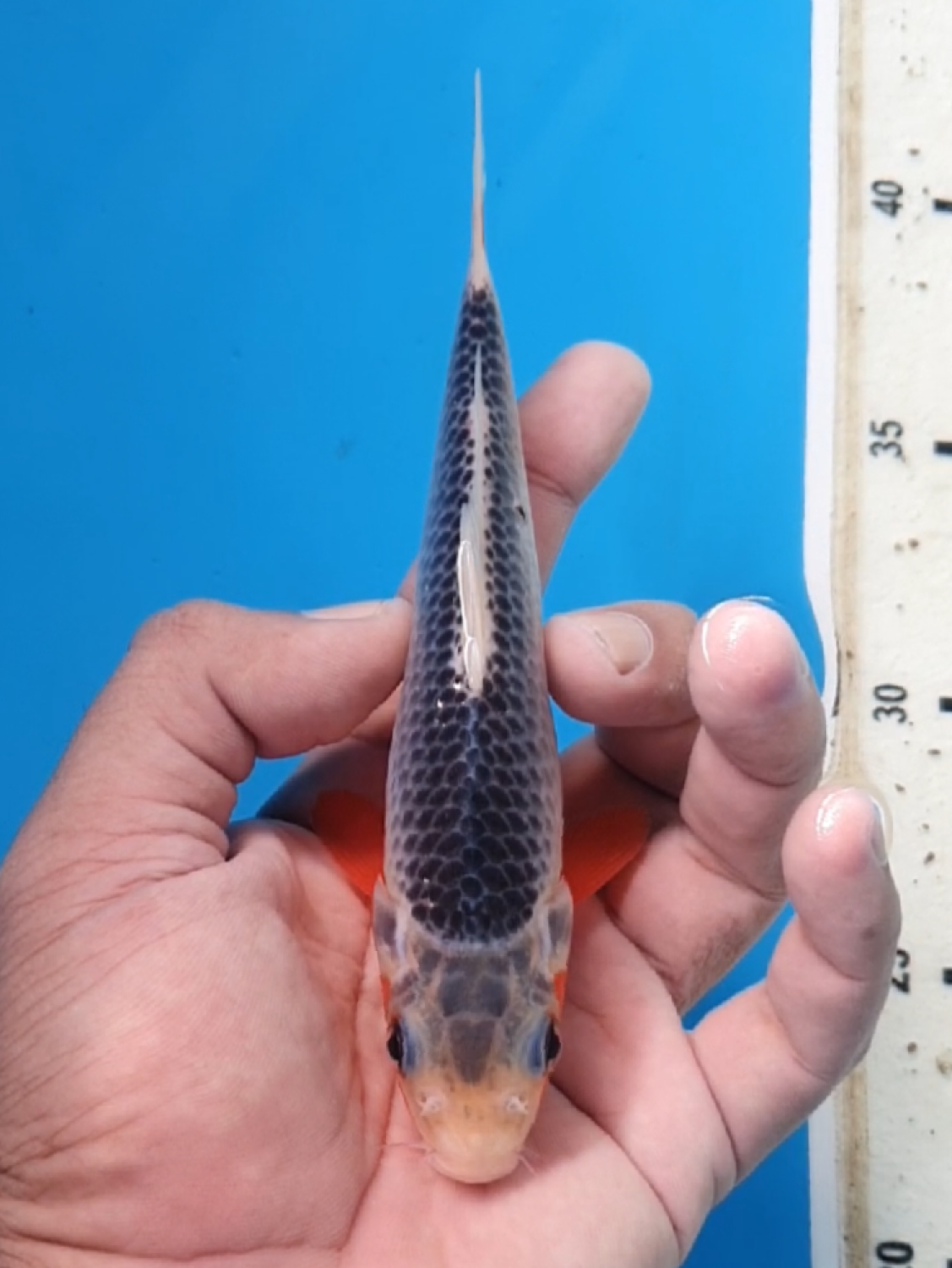Juara 3
