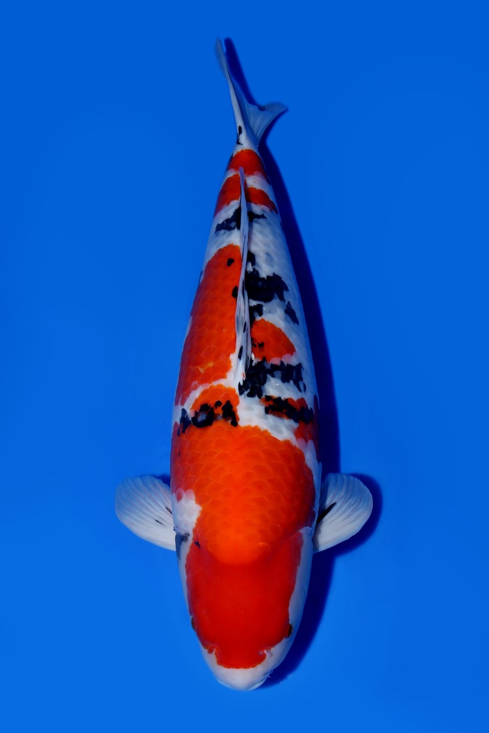 Juara 2