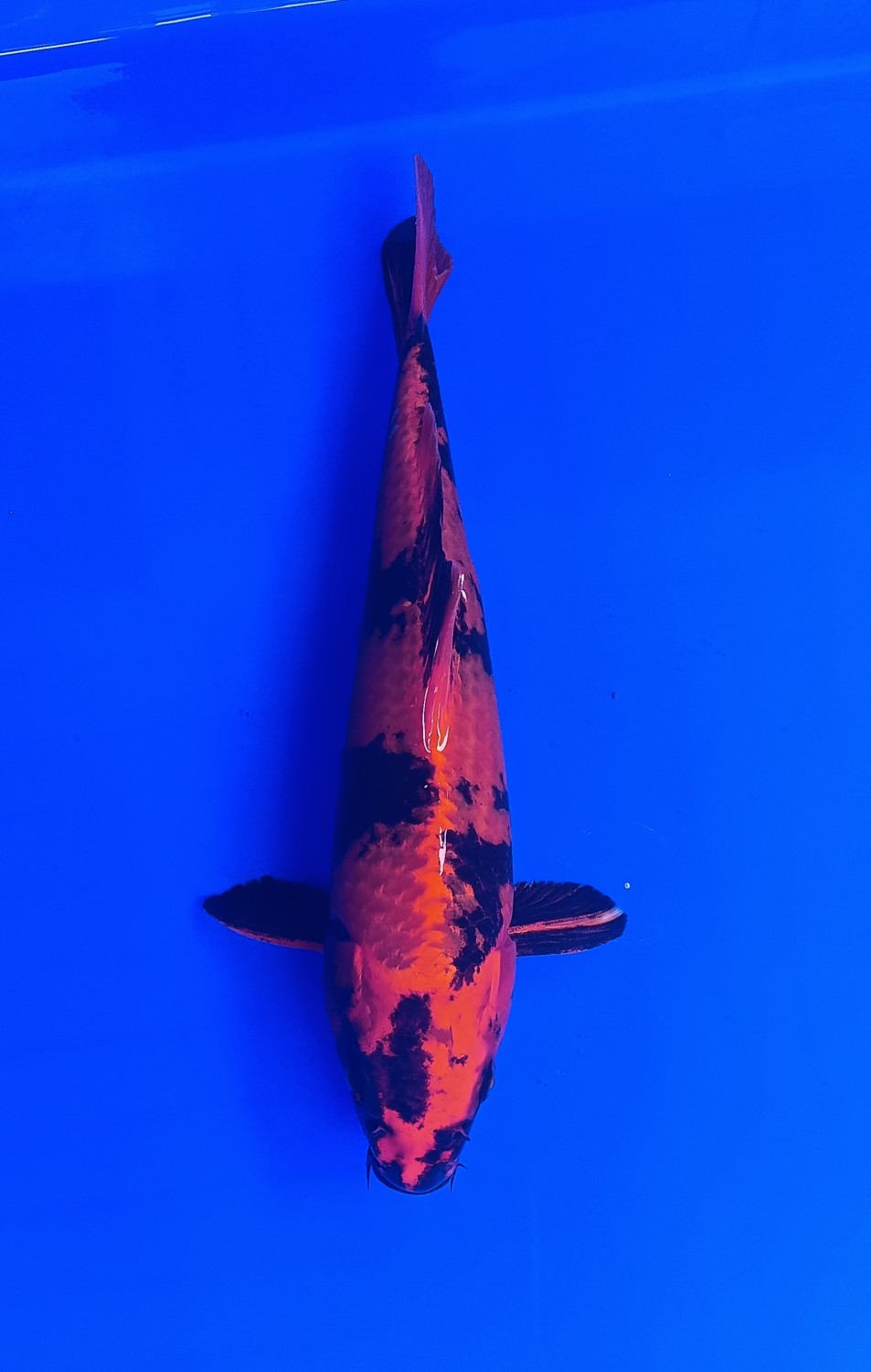 Juara 1