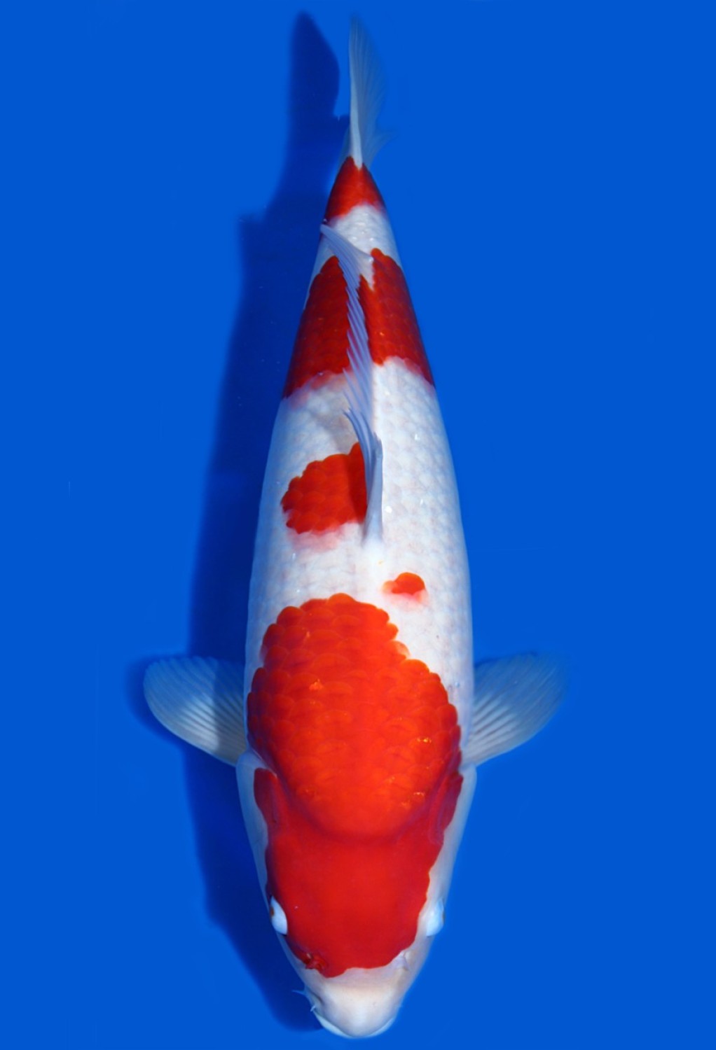 Juara 1