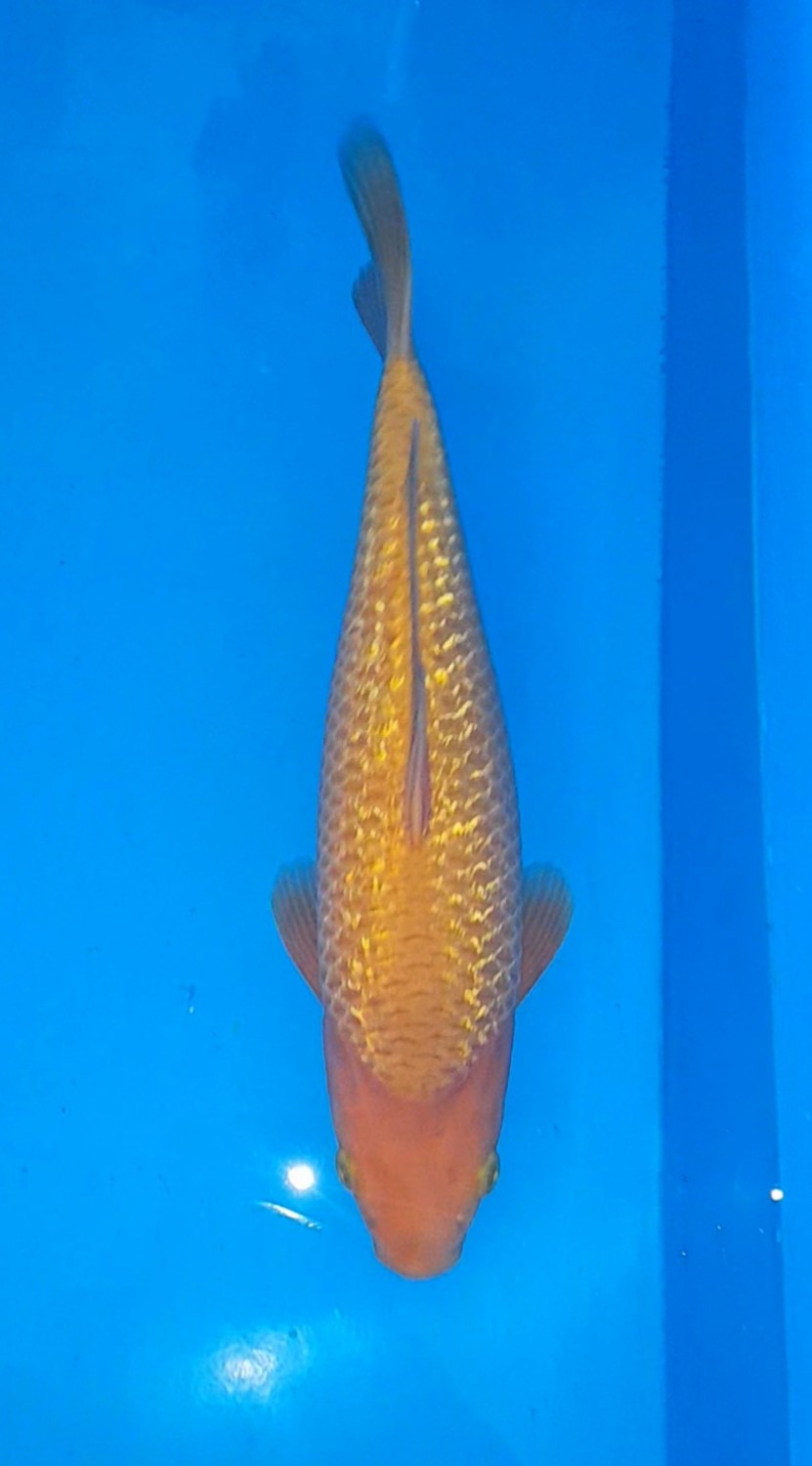 Juara 2